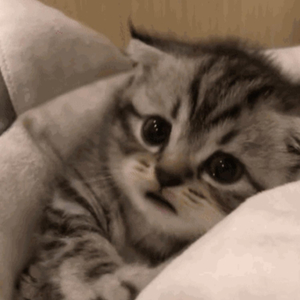 后入式操逼动态图
